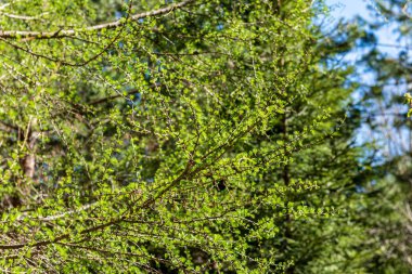 Sonbahar ormandaki ağaç dalları yukarıya kapatmak