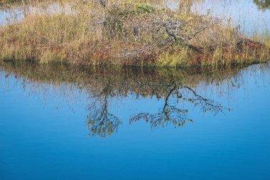 sakin gölde yansıtan ağaçlarının doğal görünümü