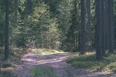 turist patika yeşil ormanda yürümek doğal görünümü