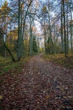 Sonbahar Orman Peyzaj doğal görünümü