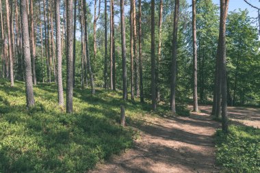 turist patika yeşil ormanda yürümek doğal görünümü