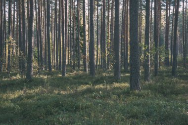 güzel sonbahar orman manzaralı görünüm