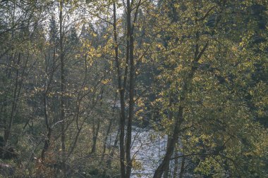 güzel sonbahar orman manzaralı görünüm