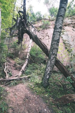 kırmızı kumtaşı kayalıklarla turist iz Letonya ile