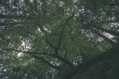 güzel sonbahar orman manzaralı görünüm