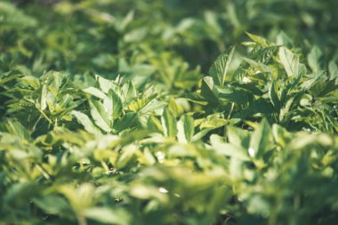 yeşil yaprakları ile bitkilerin görünümü kadar fon olarak kapatın