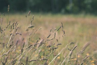 Yaz aylarında ekili buğday alanının doğal görünümü