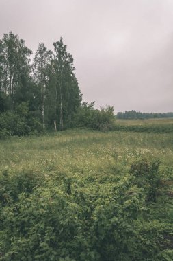 Yaz ormanda doğal görünümünü