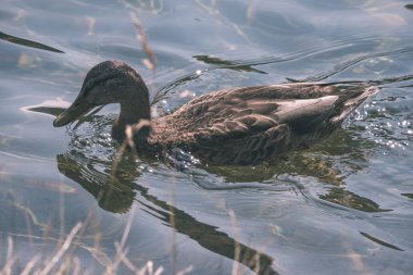 yaban ördeği doğal ortamlarında doğal görünümünü