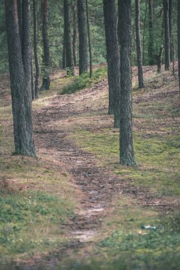 yaz gününde yeşil orman içinde boş yürüyen patika