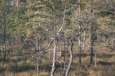 Sonbahar ormandaki ağaçlar doğal görünümünü