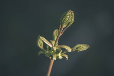 yeşil yeşillik arka plan görünümünü kapat