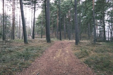 çam ağacı orman kış öncesi doğal görünümünü