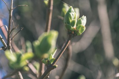 belirsiz doğa orman Ayrıntılar görünümünü kapat