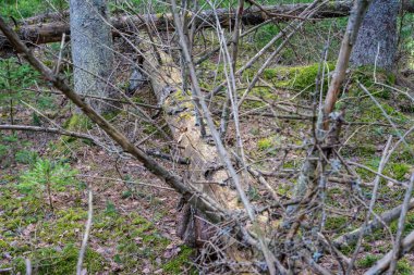 Sonbahar ormandaki ağaç dalları yukarıya kapatmak