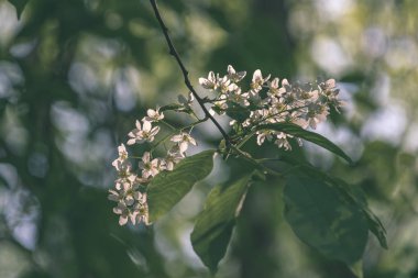 Orman Doğa Ayrıntılar arka plan görünümünü kapat