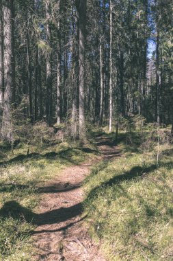 güzel sonbahar orman manzaralı görünüm