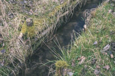 Orman Doğa ayrıntılara kadar kapatın