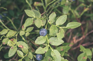 yeşil yeşillik arka plan görünümünü kapat