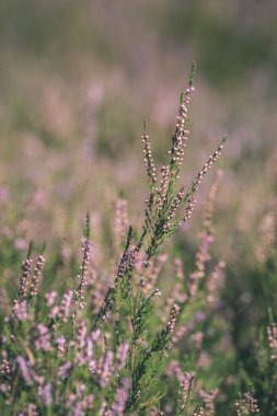 yaz günü çayır çiçek görünümü Kapat