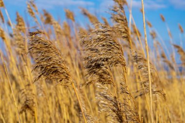 mavi gökyüzü arka plan üzerinde yabani bitkilerin görünümü kadar kapatın