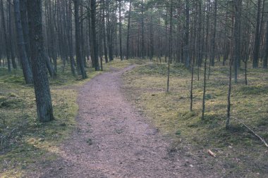 turist patika yeşil ormanda yürümek doğal görünümü