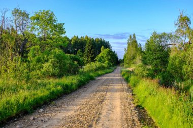Her iki tarafta, Letonya büyük ağaçları ile boş yol