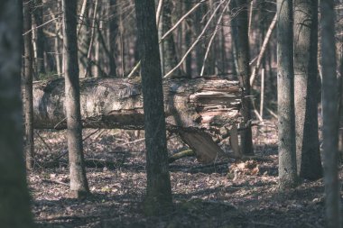 Sonbahar ormandaki ağaç dalları yukarıya kapatmak