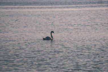 doğal yaşam alanı içinde vahşi kuğu doğal görünümünü