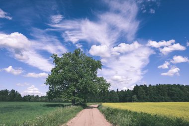 Her iki tarafta, Letonya büyük ağaçları ile boş yol