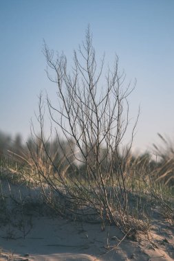 Sonbahar ormandaki ağaç dalları yukarıya kapatmak