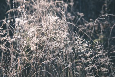 sonbaharda alan bitkilerin görünümü kapatın