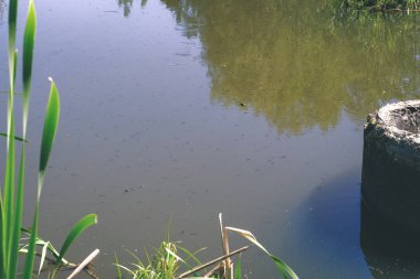 lakeside plaj detayları zemin doğal görünümü