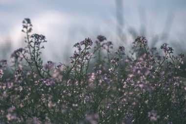 Orman Doğa ayrıntılara kadar kapatın