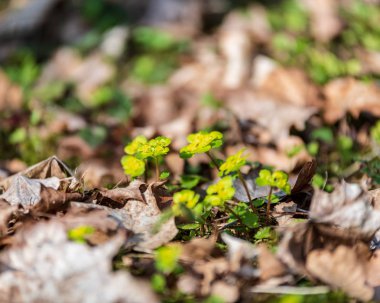 cloes sonbahar ormandaki güzel kır çiçekleri bakış