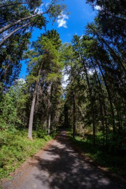 Her iki tarafta, Letonya büyük ağaçları ile boş yol