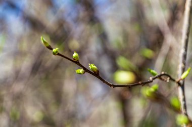 belirsiz doğa orman Ayrıntılar görünümünü kapat