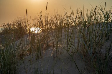 doğal orman Ayrıntılar arka plan görünümünü