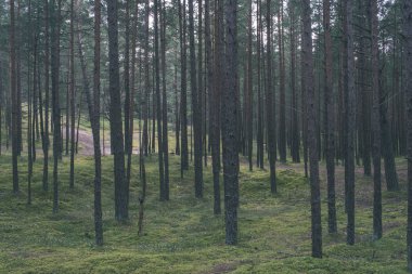 güzel sonbahar orman manzaralı görünüm