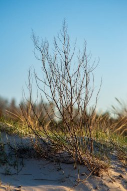 doğal orman Ayrıntılar arka plan görünümünü