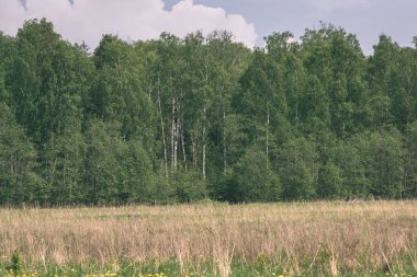 Yaz ormanda doğal görünümünü