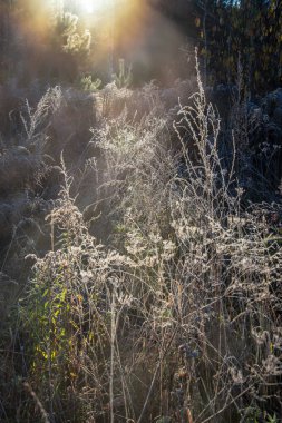 güzel sonbahar orman manzaralı görünüm