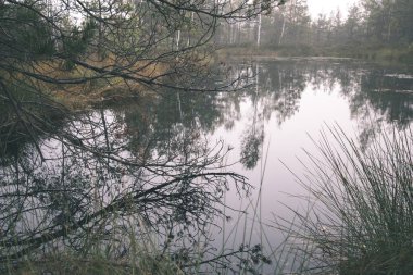 puslu sabah güzel doğal görünümünü bataklık alan