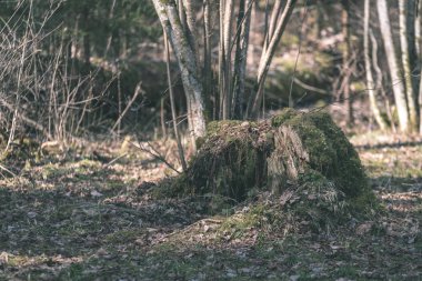 güzel sonbahar orman manzaralı görünüm