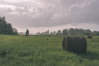 Yaz aylarında ekili buğday alanının doğal görünümü