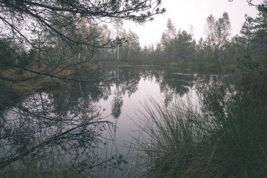 puslu sabah güzel doğal görünümünü bataklık alan