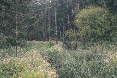 Yaz ormanda doğal görünümünü