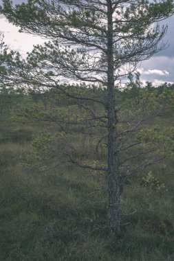 Sonbahar ormandaki ağaç dalları yukarıya kapatmak
