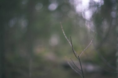 Orman Doğa ayrıntılara kadar kapatın