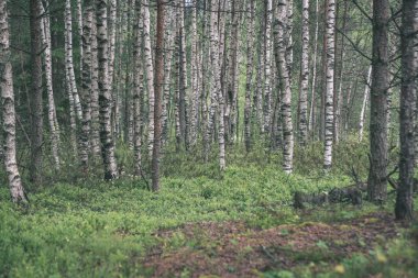 Yaz ormanda doğal görünümünü